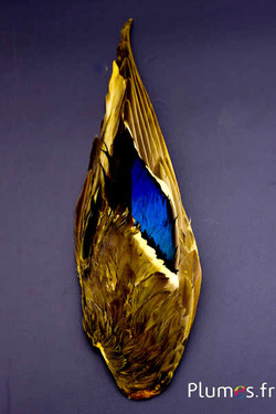 Aile canard - 7 x 26-28 cm - jaune